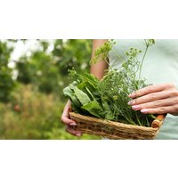 Wildkräuter Kurs Jüchen Jüchen Kochkurse in der Nähe online kaufen Wildkräuter Kurs Jüchen Jüchen Kochkurse in der Nähe online kaufen